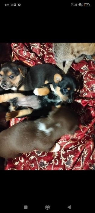 Щенки 1,5- 2месяца, бесплатно , в хорошие руки.