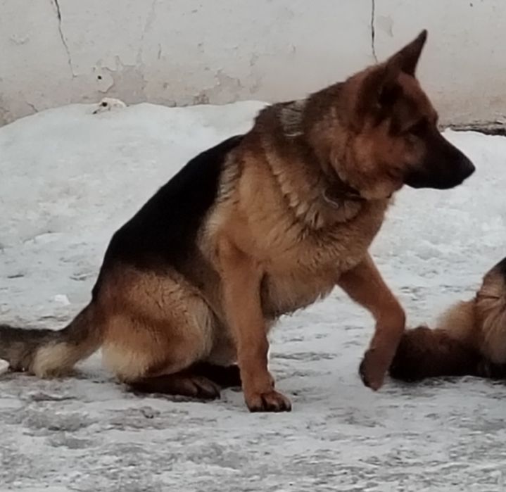 Немецкая овчарка