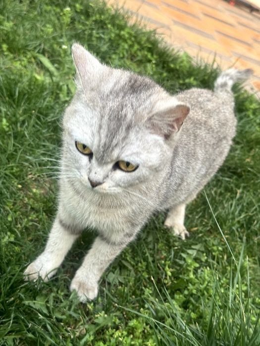 Qiz bola 2yosh ikkiqat hozirda zotli mushuga qoshilgan