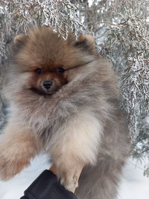 Продаётся померанский шпиц