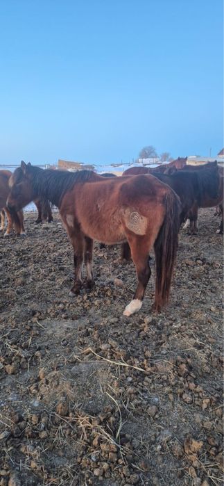 Туатын бие сатылады