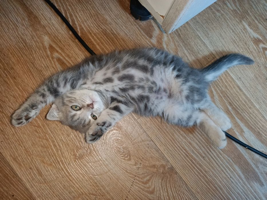 Продам вислоухого котёнка