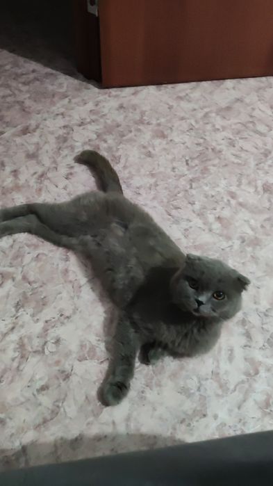 Шотландский вислоухий - в Добрые руки!