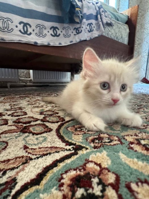 Hayland strayt 2 ta bolasi bor