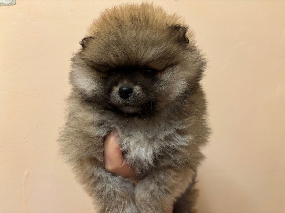 Малка пухкавелка - чистокръвен померан