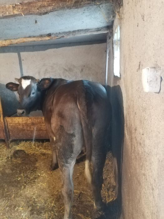 Vând vitea,rasa mixtă vârstă aproximativ un an jumate