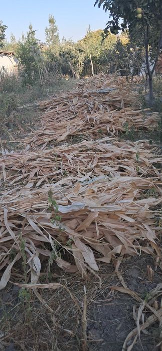 Маккажухори пояси сотилади