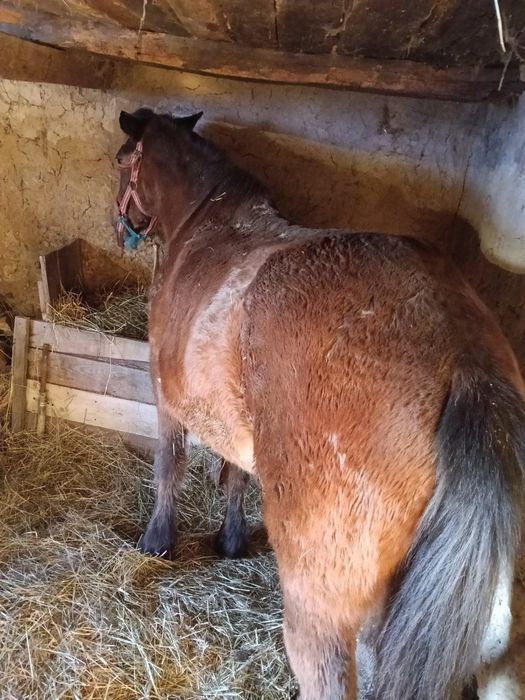 Vând iapa sau schimb