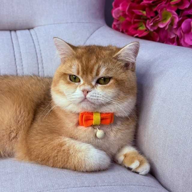 продаются котята британские