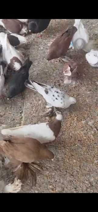 Продам голубей дешево