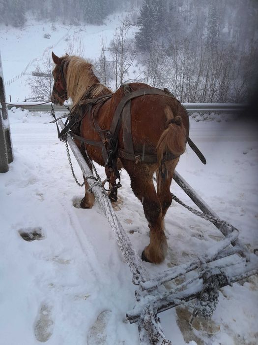 Caii de vanzare sau schimb