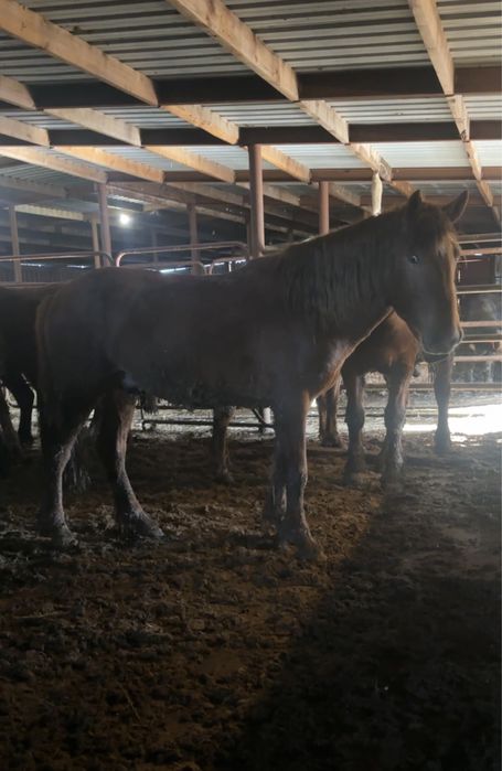 Айгырлар мощный 4 жасар