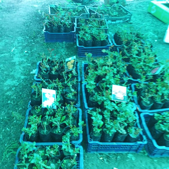 Продам саженцы плодовых деревьев