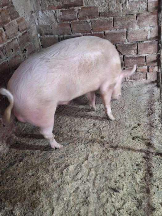 Продавам бял нерез