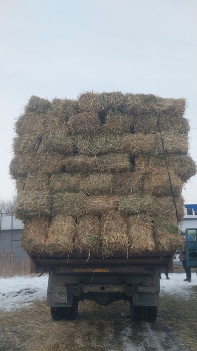 Шөп Клевер Рознатровия на быбор