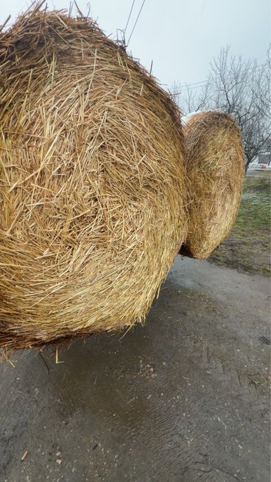 Vand paie de orz si grau