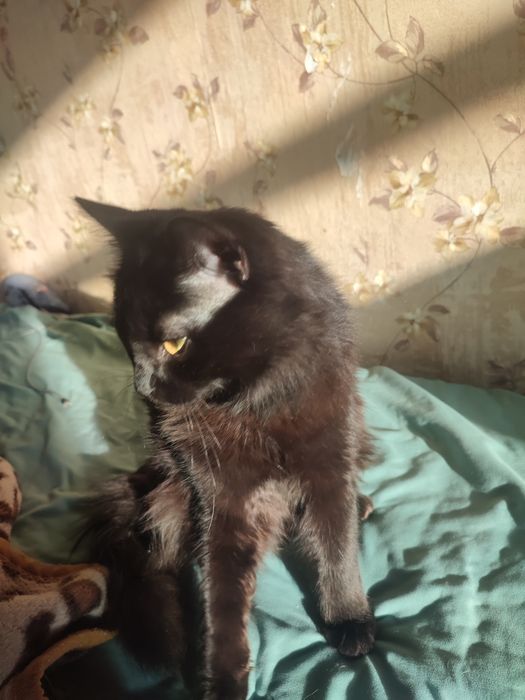 Котик ищет семью