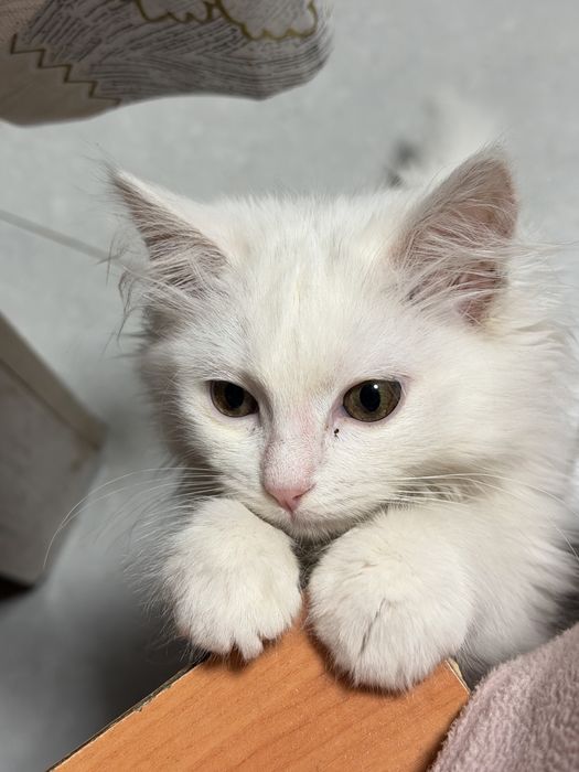 Отдам кошечку беслпатно