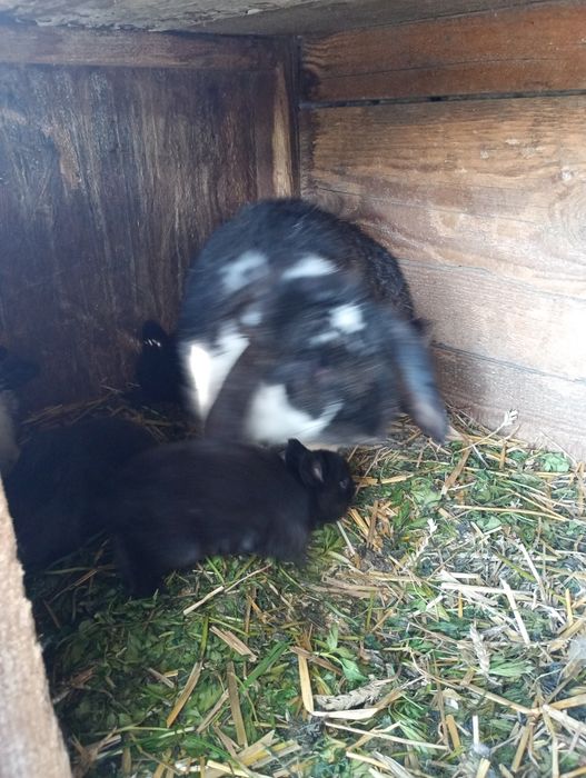 Vand trei iepuroaice in vârstă de 3luni la 80 de lei bucata