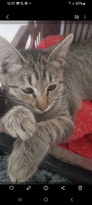 Молодые кошечки стерелизованные 10 мес