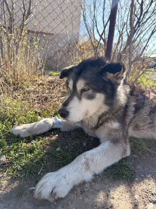 Девочка маламута ищет дом