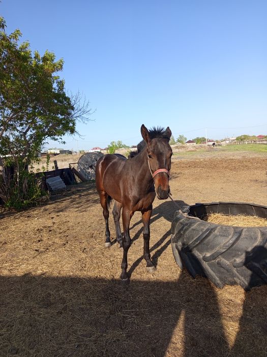Кунан сатылады биік ірі