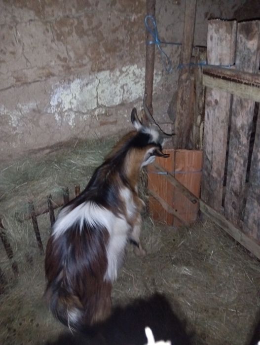 Едногодишен пръч