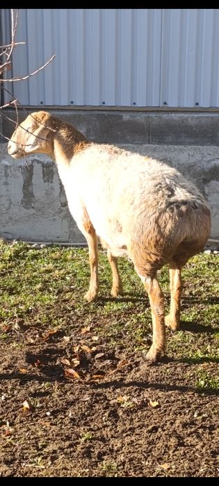 Арашан котные матки