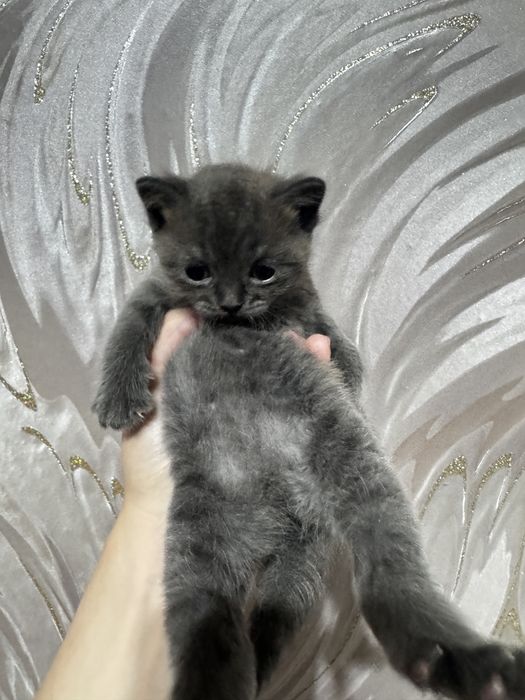 продам котят шотландские