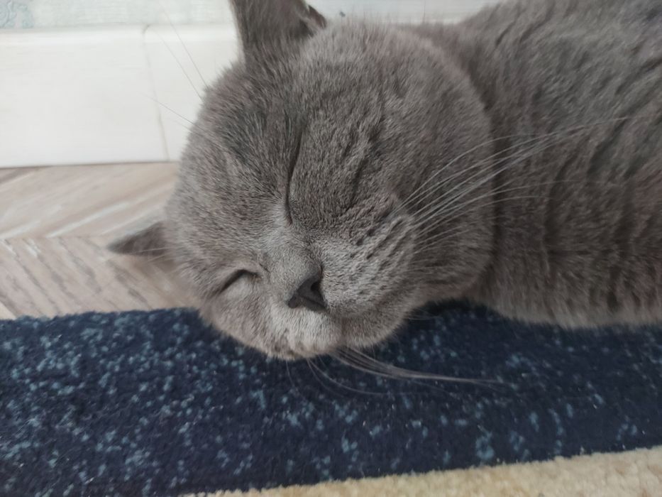 Отдам даром  кота добрые в руки