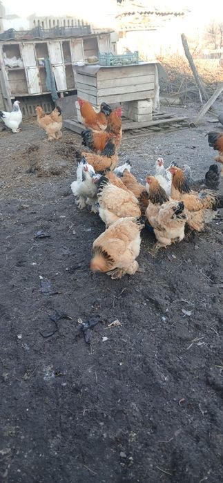 Ouă de găini brahma