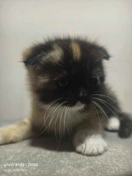 Шотландская вислоухая кошка
