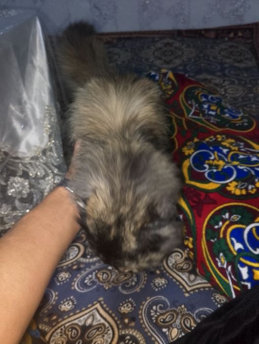 Пушистый скотч фолд сотилади киз бола 6 ойлик