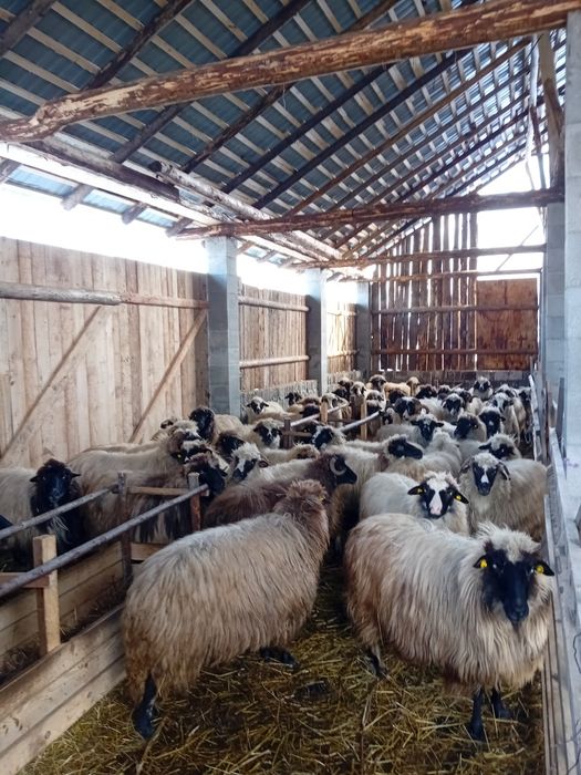 De vanzare 55 de oi gestante