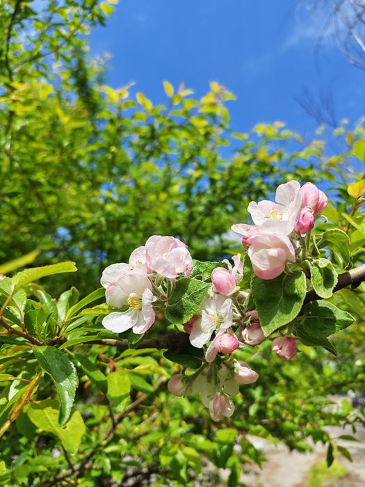 Nikon D3200  camera / aparat foto 24.3 Mpx