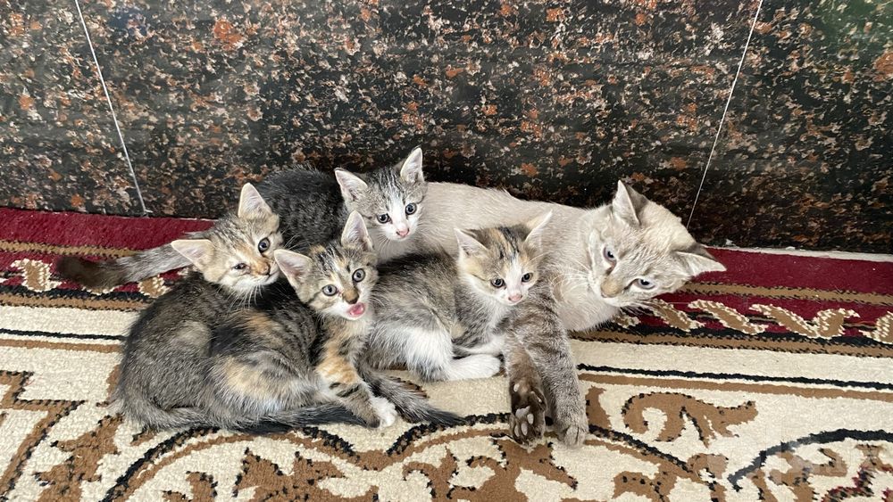4 дана Домашняя кошка