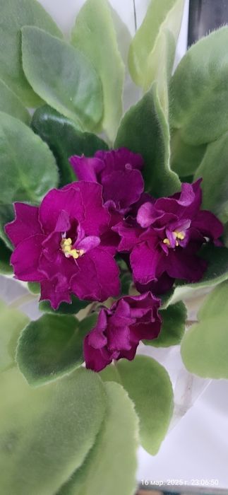 Продаются фиалки