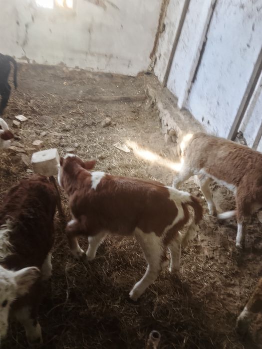 Продам телят телочки