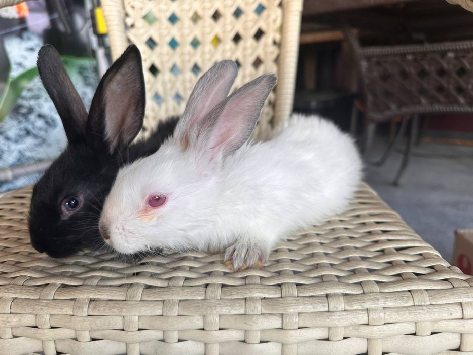 Quyon bolalari arzon narxlarda