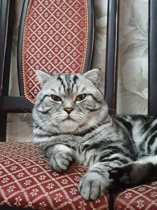 Продам красивых котят