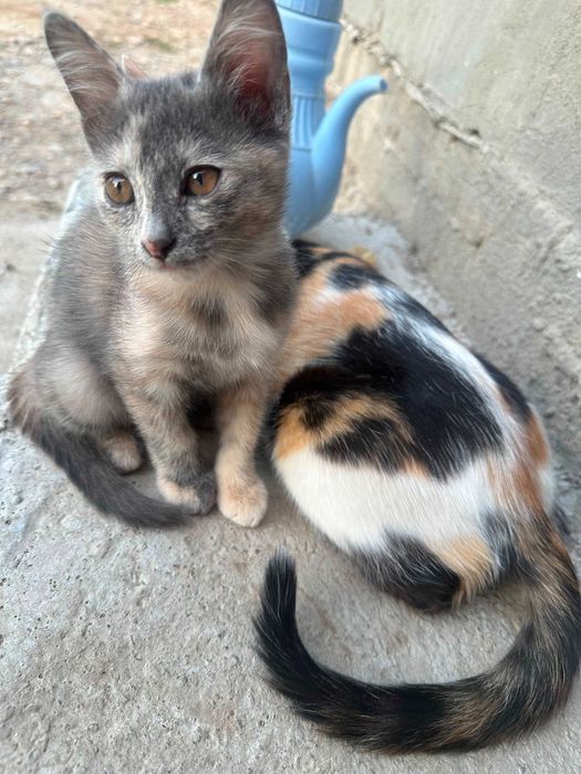 Кошка в добрые руки