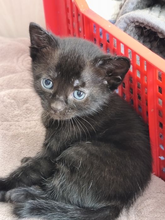 Ласковая кошечка