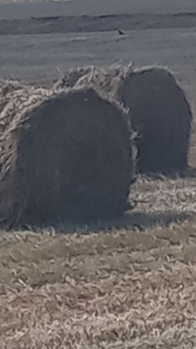 Продам сено зелёное. Варианты