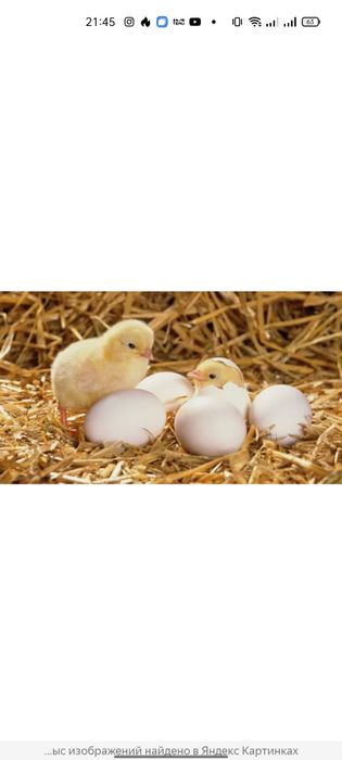 Цыплята кур 10 дневки