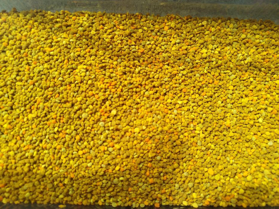 Polen albine de vânzare