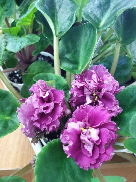 Фиалка сортовая, цветущая