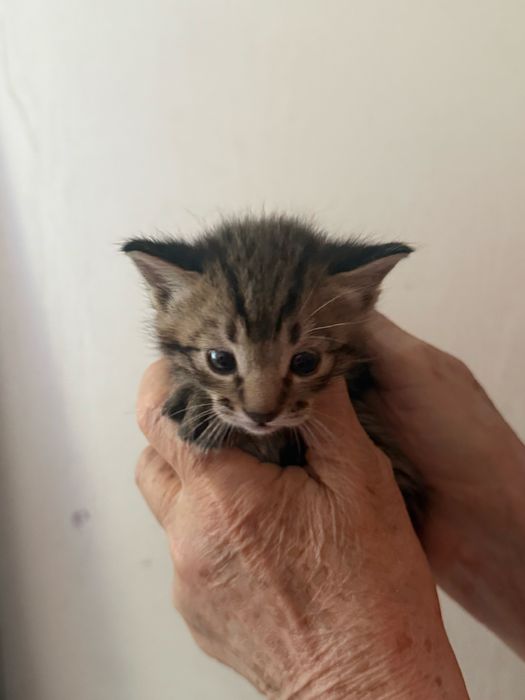 Отдаются котятки