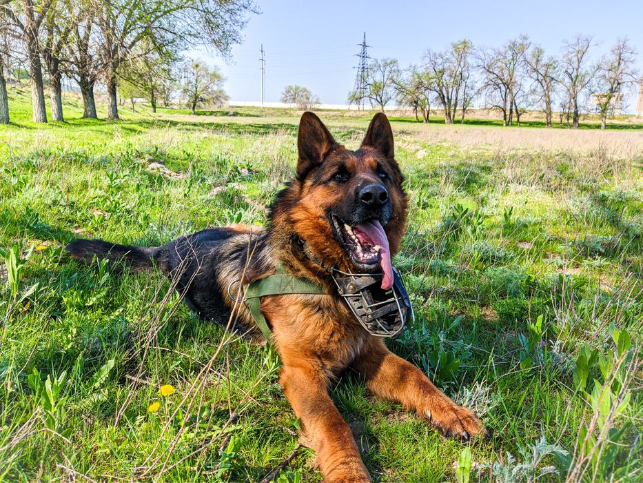 Ищем невесту Немецкой овчарки!