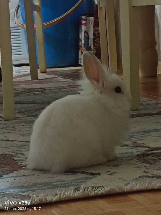 Декоративный кролик - девочка