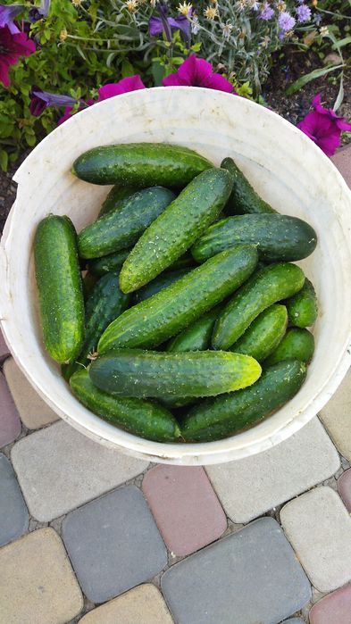 Продам огурцы для еды